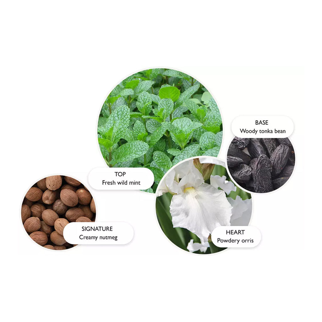 Wild Mint & Lavandin Eau de Parfum 100ml dunkelbraun